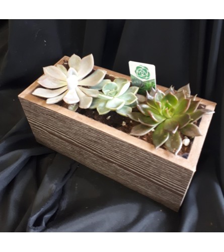 Rustic Succulent Garden
