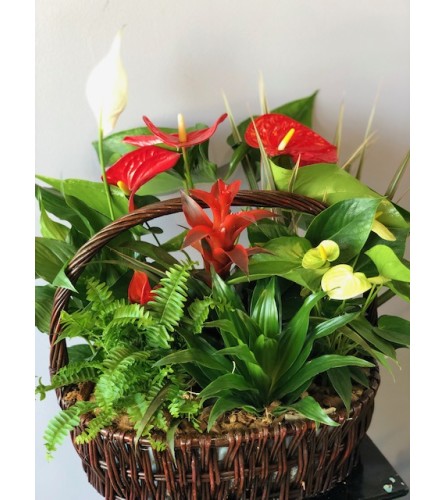 Anthurium basket Plant