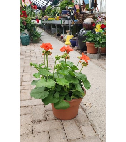 Potted Geranium