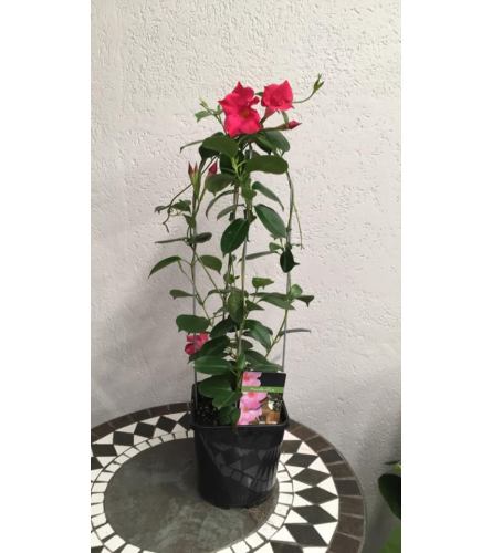 Mandevilla Vine