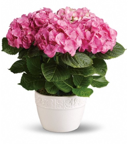 Pink Hydrangia Plant