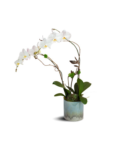 Swan Lake Orchids