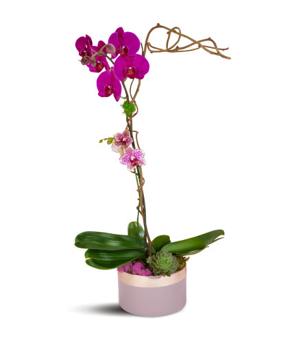 Purple Crush Orchids