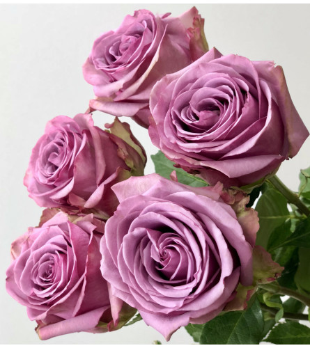 18 Long Stem Premium Lavender Roses