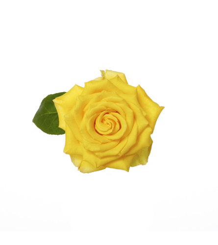 Two Dozen Premium Yellow Roses