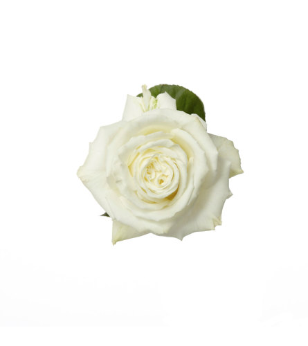 Three Dozen Premium White Roses