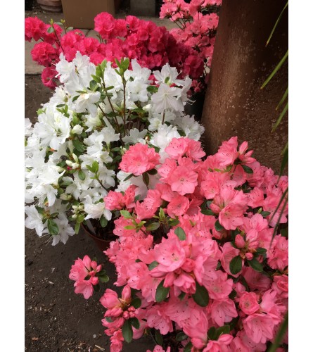 Azaleas - Locally grown
