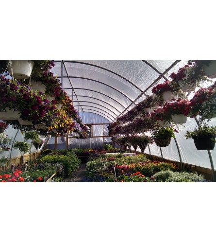 spring hanging baskets