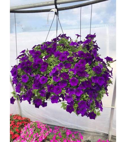 Mixed 12" Hanging Basket with Bow