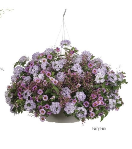 Classic Hanging Basket (Proven Winner)