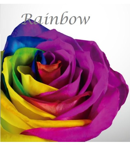 Specialty Roses - One Dozen Rainbow Roses Arrangement