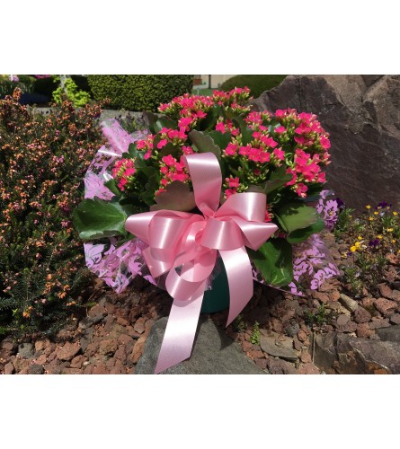 Kalanchoe Plant in bright color ceramic pot