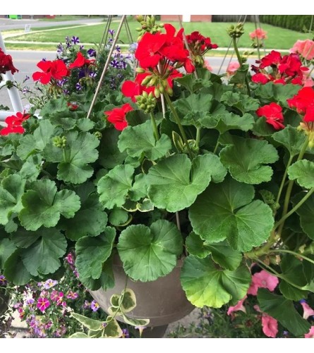 12" Hanging Geranium