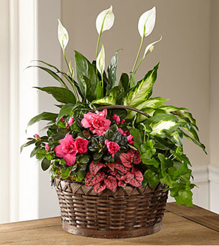 FTD's Dream in Pink Dishgarden