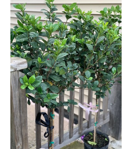 4FT GARDENIA SCENTING