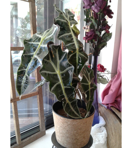 African Mask Alocasia