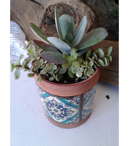 4 Inch Succulent Combo