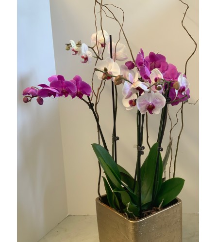 DIFFERENT ORCHIDS