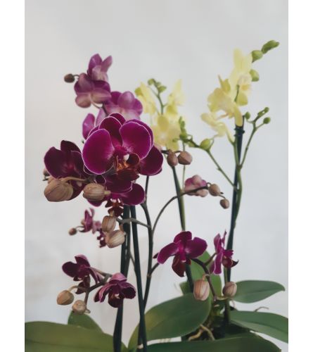 Summertime Orchids