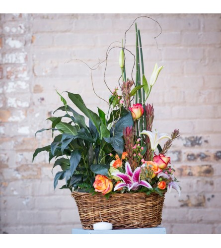 Plants and Blooms