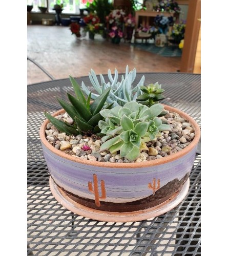 Sedum Dish