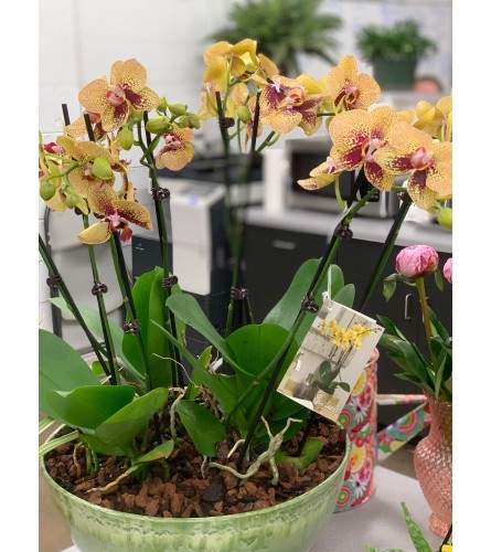 ORCHID LOVERS