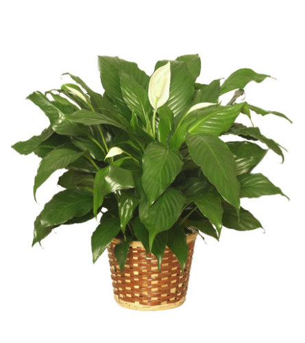 PEACE LILY PLANT SPATHIPHYLLUM CLEVELANDII