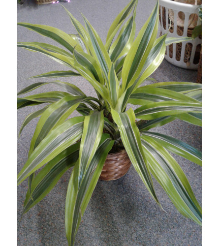 Dracaena 6" Goldstar