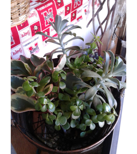 4" Succulents