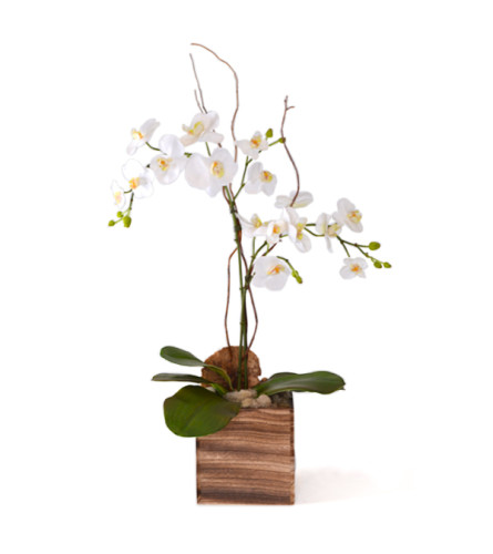 Orchid in square wood planter