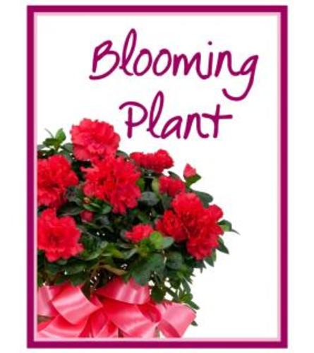 Blooming Plant Designer's Choice