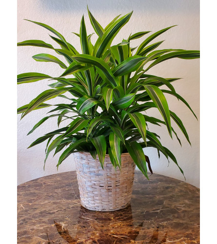Lemonlime Dracena