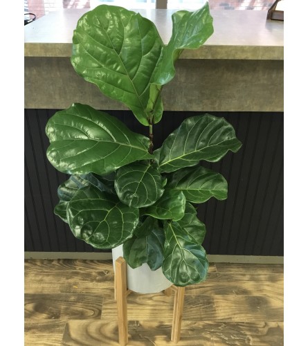 Fiddle Leaf Fig Plant