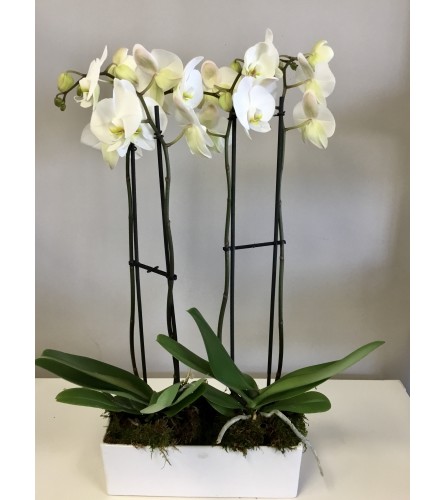 Stunning Double White Orchid