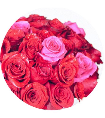 Bergerons Classic Roses