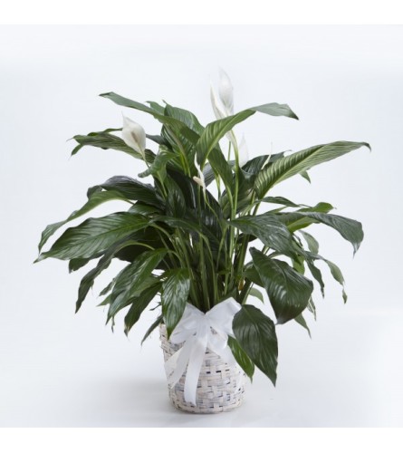 6" PEACE LILY IN BASKET WITH BOW