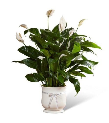 COMFORT PLANTER PEACE LILY