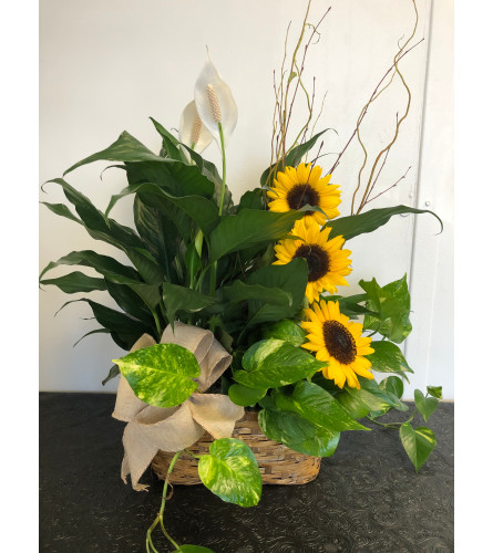 Plants and Sunflowers