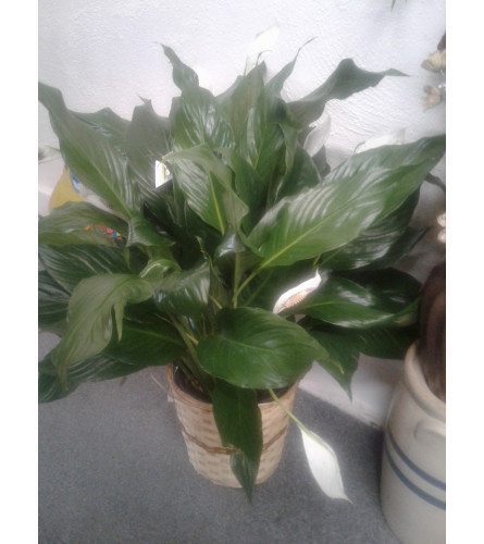 8" Peace Lily in Basket