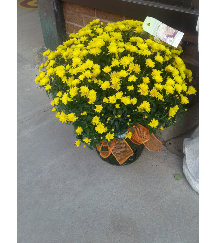 8" Yellow Mum Plant