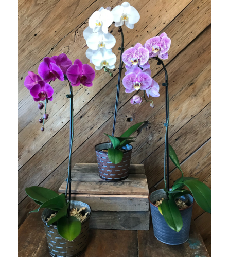 Tropical Blooming Orchid