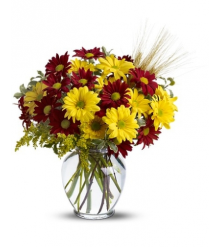 Teleflora's Fall for Daisies