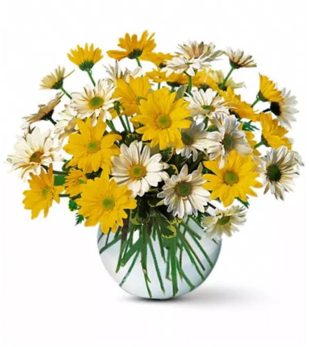 Dashing Daisies Daisies