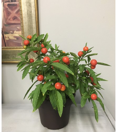 Ornamental Orange Fruit Plant