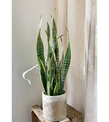 Snake Plant