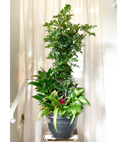 Large Assorted Foliage Planter