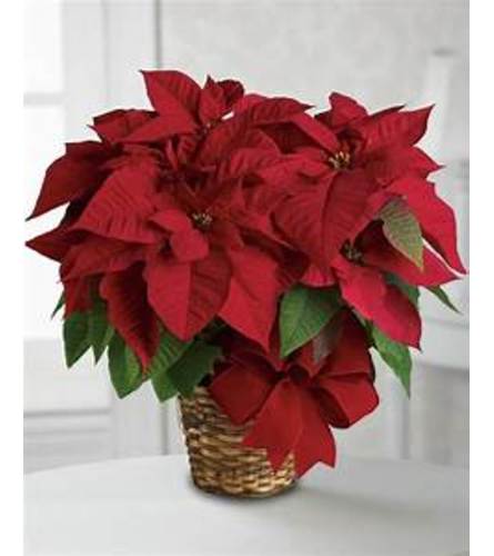 7 Inch Red Poinsettia
