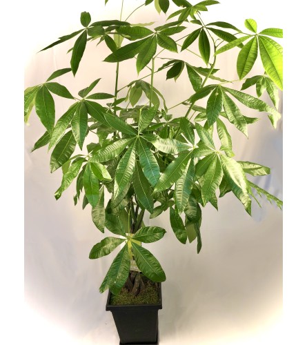 Money Tree in Plastic Pot