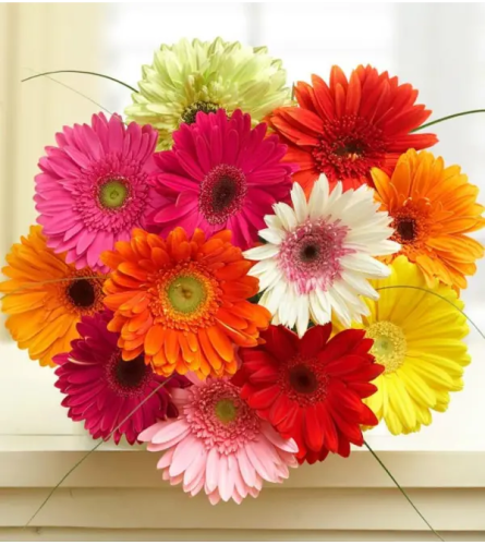 12 Assorted Wrapped Mini Gerbera Daisies