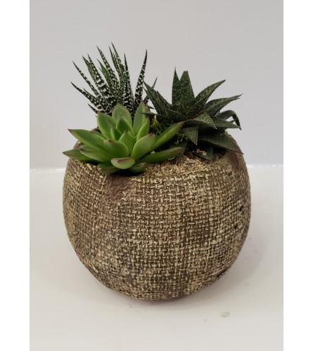 Succulent Inga Bowl